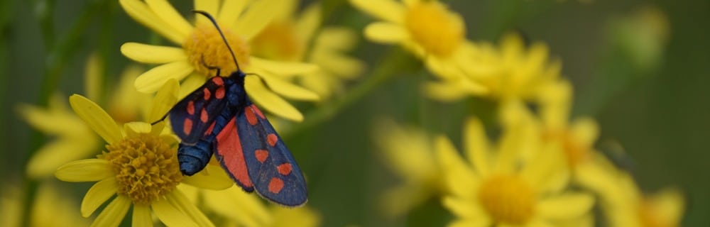 A(s)iles - papillon - Zygaena filipendulae