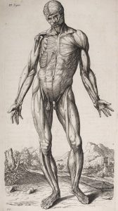 Cervelle-à-l'air---Abrégé-d'anatomie-de-Roger-de-Piles-et-François-Tortebat