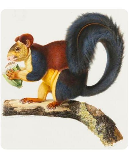Ecureuil mâle du Malabar par Werner - 1838