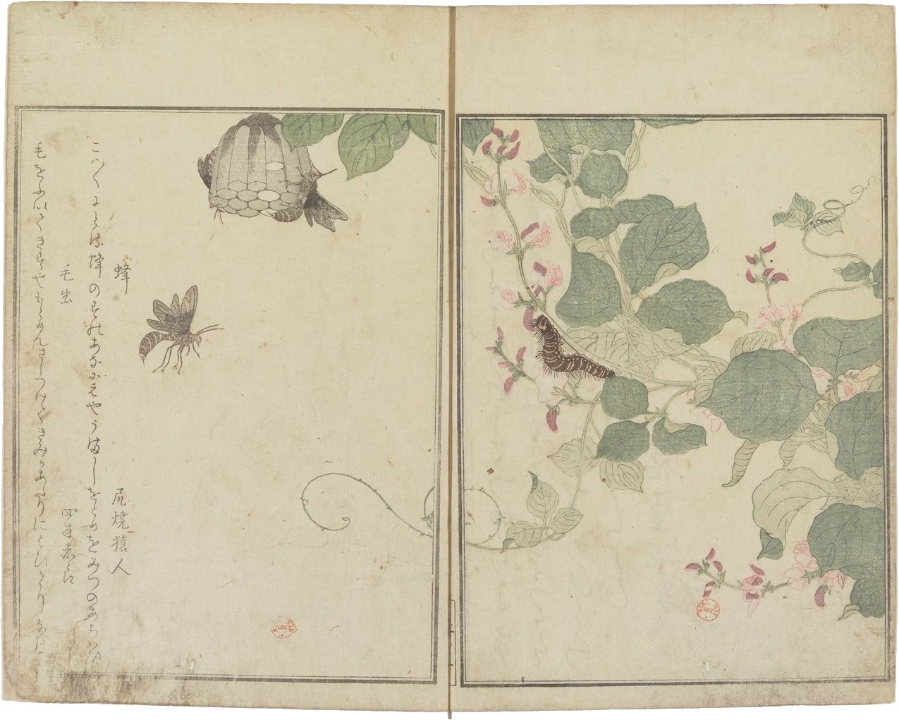 Ehon mushi erabi [Album d'insectes choisis] / par Kitagawa Utamaro - 1787 - Gallica/BNF