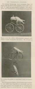 perroquets cyclistes