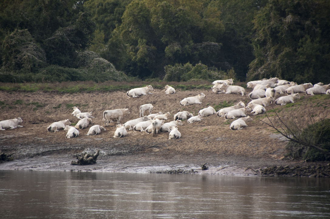 Paisible Loire - vaches au bord de l'eau