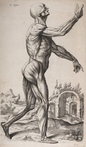 Strike---Abrégé-d'anatomie-de-Roger-de-Piles-et-François-Tortebat