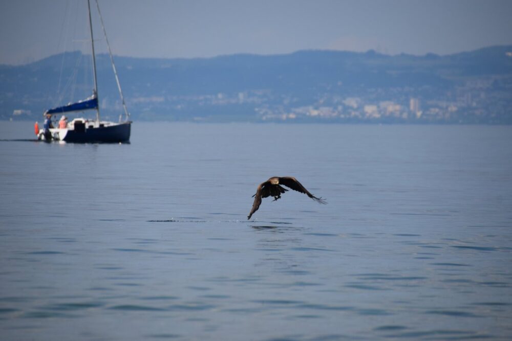 Thonon - pêche fructueuse