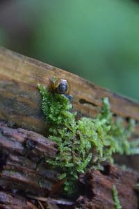 escargot en forêt